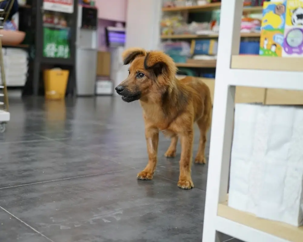 A dog standing in a pet store aisle