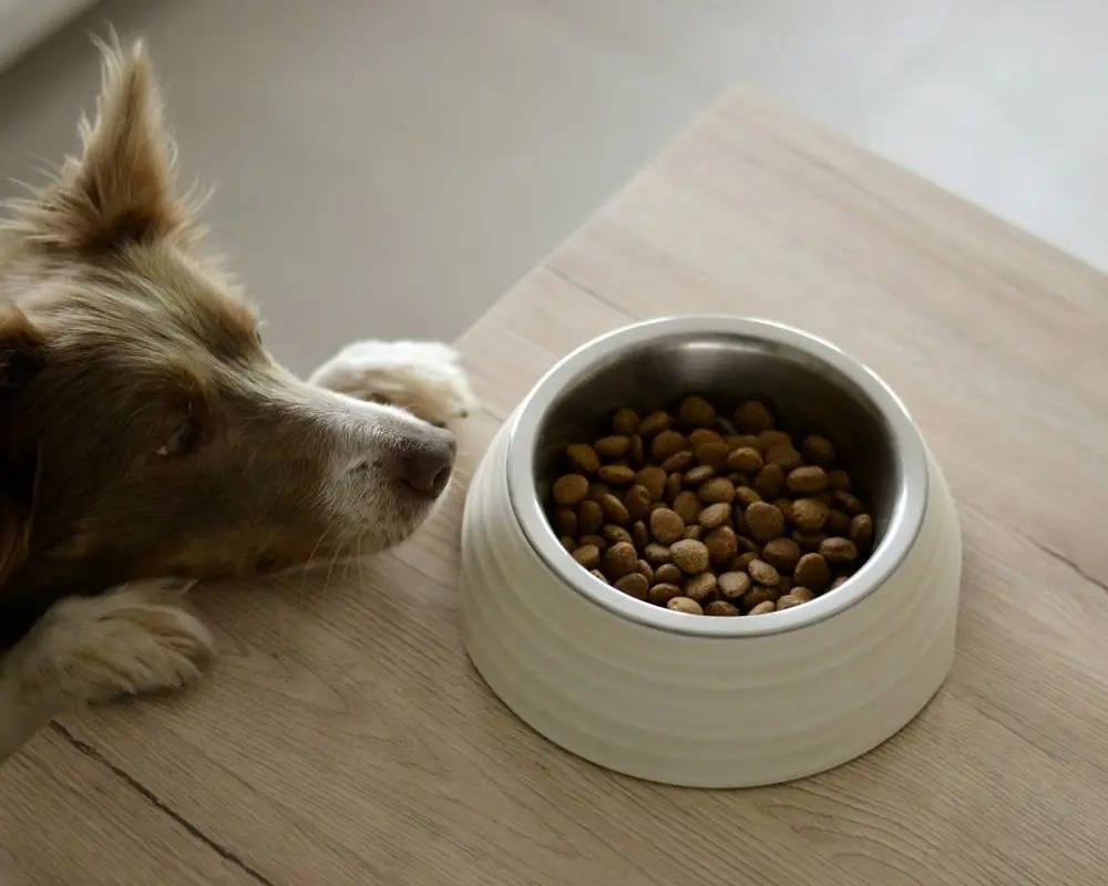 A dog looking at a bowl of kibble