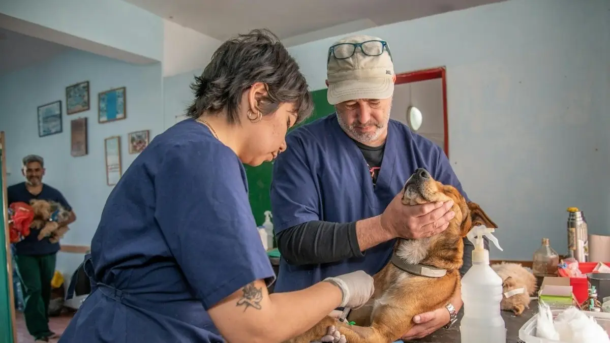 Two vets examining a dog